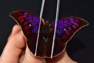Anaea tyrianthina ♂ RARE