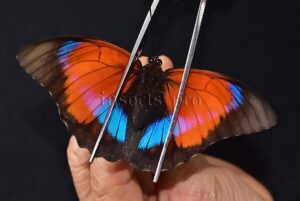 Agrias claudina lugens x Prepona sp. A1 ♀