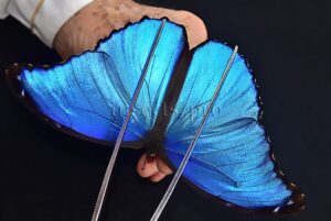 Morpho godartii tingomariensis A1 ♂ EXCELLENT CONDITION