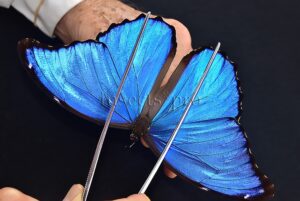 Morpho godartii tingomariensis A1 ♂ EXCELLENT CONDITION