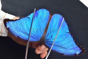 Morpho godartii tingomariensis A1 ♂ EXCELLENT CONDITION