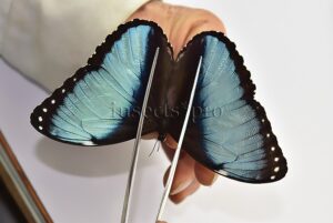 :::BULK SALE:::: Morpho helenor papirius A1 ♂ EXTENDED BLUE
