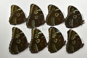 :::BULK SALE:::: Morpho achilles A1/A1- ♂ GOOD PRICE