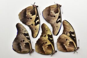 :::BULK SALE:::: Morpho rhetenor cacica A1/A1- ♂ GOOD PRICE