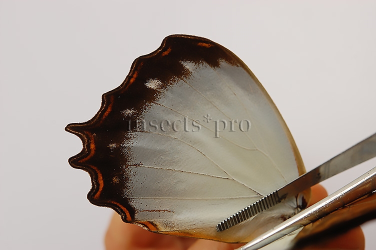 :::BULK SALE:::: Morpho theseus juturna A1 ♂ WHITE MORPHO* - Image 2