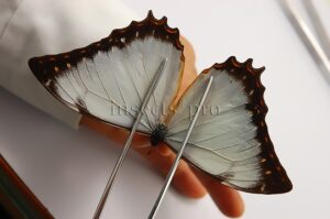 :::BULK SALE:::: Morpho theseus juturna A1 ♂ WHITE MORPHO*