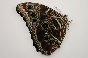 :::BULK SALE:::: Morpho deidamia pyrrhus A1 ♂ EXTENDED BLUE