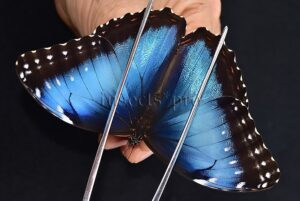 :::BULK SALE:::: Morpho peleides A1 ♀ EXTENSIVE BLUE