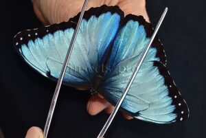 :::BULK SALE:::: Morpho peleides A1 ♂ EXTENSIVE BLUE