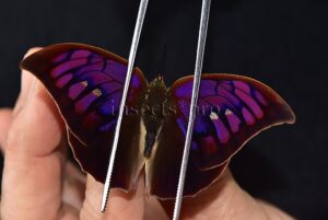 Anaea tyrianthina A1 ♂ PURPLE ANAEA