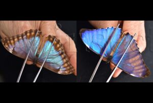 :::BULK SALE:::: Morpho aurora aureola A1 ♂♀ MALE + FEMALE