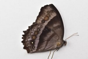 Taygetis sp. A1  RARE SATYRINAE