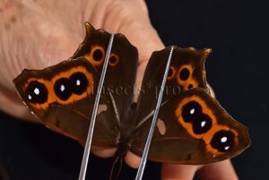 Antirrhea phasiana A1 ♂ RARE SATYRINAE