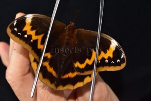 Selenophanes supremus ditatus ♂ RARE BRASSOLINAE