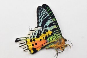 :::BULK SALE:::: Urania rhipheus A1  MADAGASCAN SUNSET MOTH