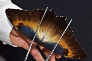 :::BULK SALE:::: Morpho cisseis jeannoti A1 ♂
