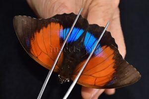 Agrias claudina lugens x Prepona sp. A1 ♀ HYBRID*