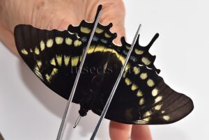 Pterourus warscewiczii mercedes A1 ♀ ABERRATION* RARE ABERRANT