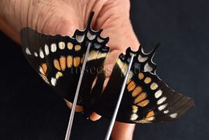 Pterourus cacicus inca x warscewiczii mercedes A1 ♀ RARE