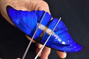 Morpho rhetenor helena A1 ♂ ABERRATION* ONLY BLUE FOREWING RARE