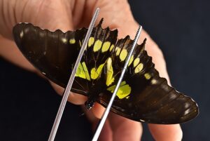 Siproeta stelenes ♂ ABERRATION* SIMETRICAL MELANISM
