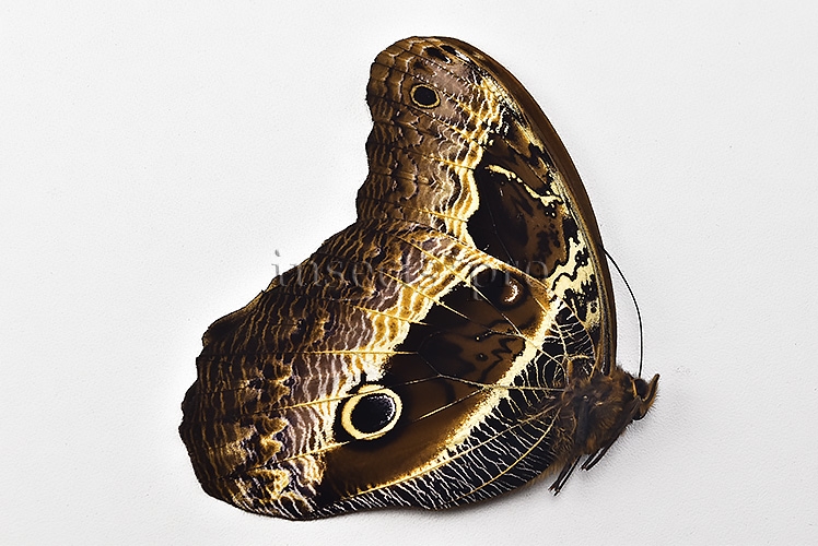 Caligo oberthurii phokilides A1 ♂ RARE - Image 2
