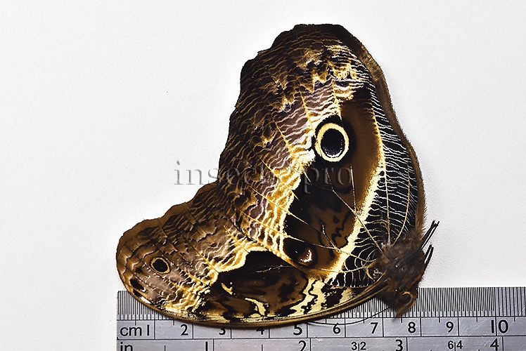 Caligo oberthurii phokilides A1 ♂ RARE - Image 3
