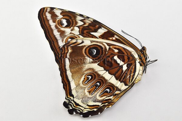 Morpho cisseis jeannoti A1 ♀ - Image 2