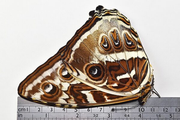 Morpho cisseis jeannoti A1 ♀ - Image 3
