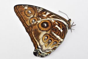 Morpho cisseis jeannoti ♂ RARE BIG OCELLI