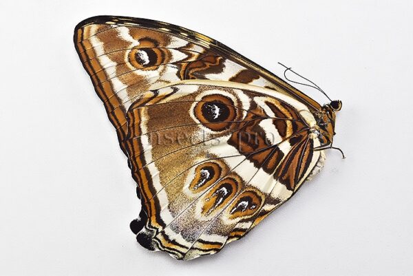 Morpho cisseis jeannoti A1 ♀ BIG SPECIMEN - Image 2