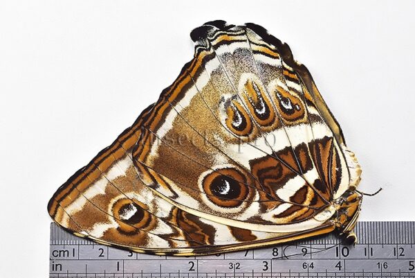 Morpho cisseis jeannoti A1 ♀ BIG SPECIMEN - Image 3