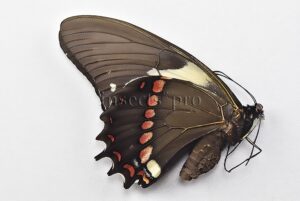 Pterourus menatius eurotas ♀