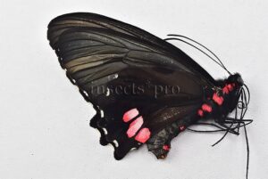 Parides vertumnus bogotanus A1 *GYNANDROMORPH* ⚥ VERY RARE MOSAIC