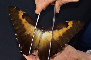 Morpho cisseis jeannoti A1 ♂ OCHRE SPECIMEN