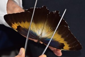 Morpho cisseis jeannoti A1 ♂