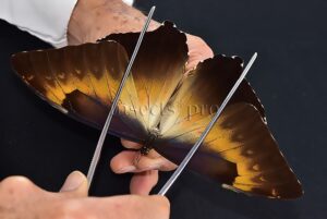 Morpho cisseis jeannoti A1 ♂ OCHREOUS