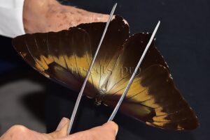 Morpho cisseis jeannoti A1 ♂