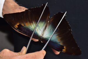 Morpho cisseis jeannoti ♂