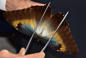 Morpho cisseis jeannoti ♂ RARE TWO COLORS