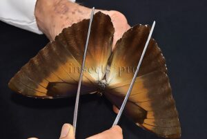 Morpho cisseis jeannoti A1 ♂ GOOD LIGHT OCHRE FORM