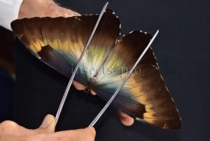 Morpho cisseis jeannoti A1 ♂ GOOD FORM