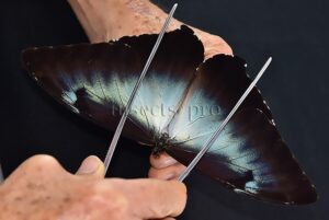 Morpho cisseis jeannoti A1 ♂ PERFECT BLUE FORM OF JEANNOTI