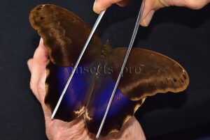 Caligo oberthurii phokilides A1 ♂ RARE