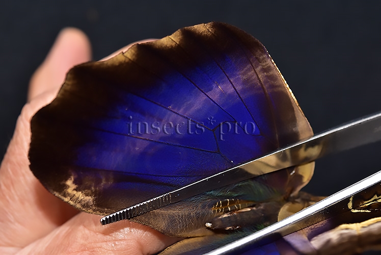 Caligo oberthurii phokilides A1 ♂ RARE - Image 5