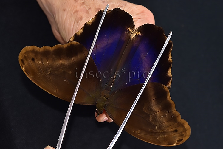 Caligo oberthurii phokilides A1 ♂ RARE - Image 6