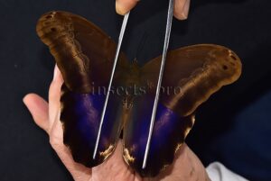 Caligo oberthurii phokilides A1 ♂ RARE