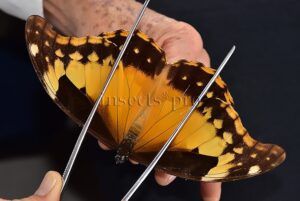 Morpho rhetenor ssp. ♀ RARE