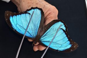 Morpho menelaus occidentalis ♂