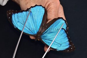 Morpho menelaus occidentalis ♂